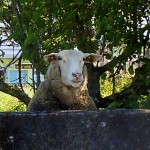 cute-sheep-Palas-do-Rei-Galicia-Spain-Ca